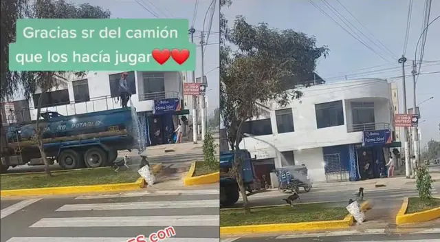 Perros corren detrás de un camión cisterna para refrescarse con el agua - VIDEO Perros corren detrás de un camión cisterna para refrescarse con el agua - VIDEO