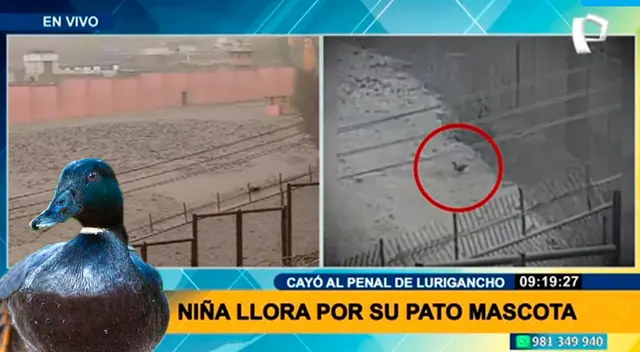 Niña pide ayuda para salvar a su pata mascota que cayó en el penal de San Juan de Lurigancho Niña pide ayuda para salvar a su pata mascota que cayó en el penal de San Juan de Lurigancho