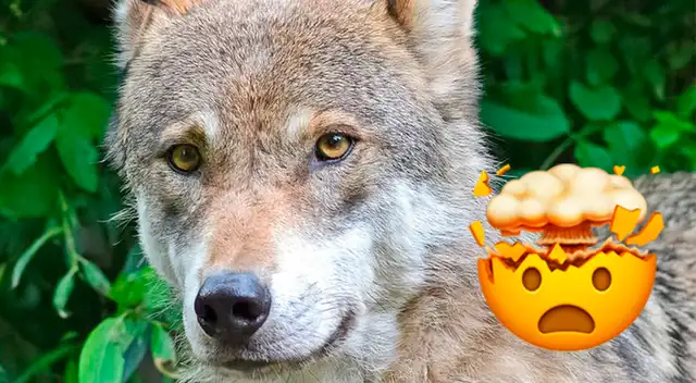 Reto visual: ¿Ves el martillo? Más del 90% de personas no lo encontró; tienes 8 segundos