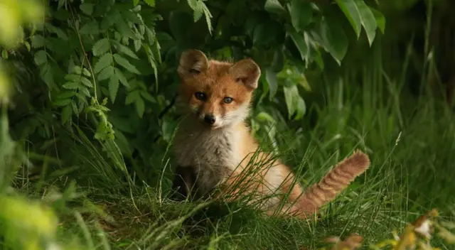 Encuentra los errores de la imagen y conságrate un crack