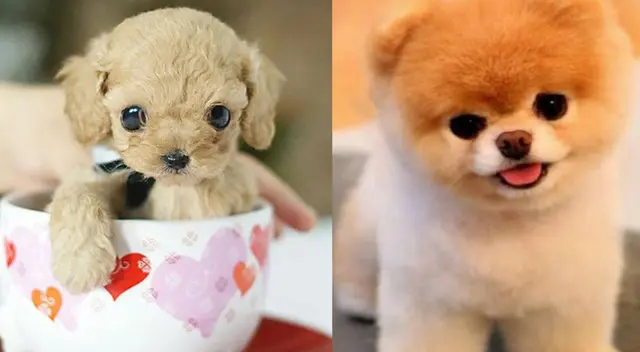 Conoce las razones por las cuales no debes adquirir este tipo de perritos