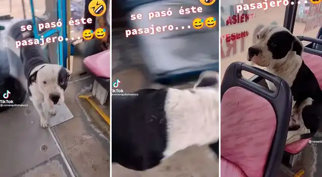 Un perrito se robó el corazón de los usuarios de TikTok por su inteligencia.