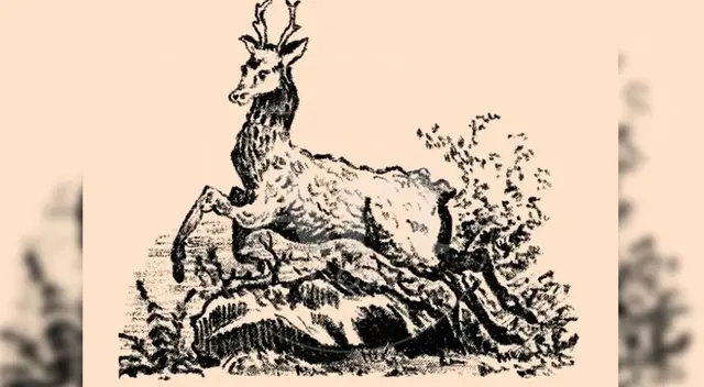 Reto visual para expertos: ¿Puedes ver al perro? Investiga esta imagen en 8 segundos Reto visual para expertos: ¿Puedes ver al perro? Investiga esta imagen en 8 segundos