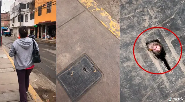 TikTok: escucha extraños ruidos en la calle, revisa y descubre que rata intenta 'escapar' de alcantarilla TikTok: escucha extraños ruidos en la calle, revisa y descubre que rata intenta 'escapar' de alcantarilla