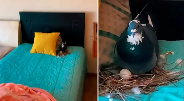 Una paloma anidó en la cama donde una joven iba a pasar la noche. Una paloma anidó en la cama donde una joven iba a pasar la noche.