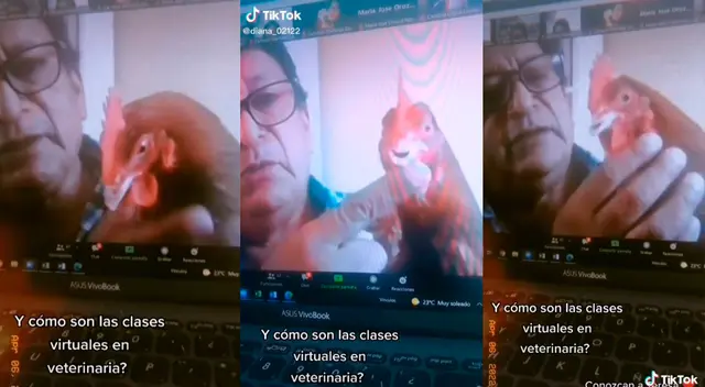 Una gallina llamada Teresa se robó la atención en plena clase de Veterinaria. Una gallina llamada Teresa se robó la atención en plena clase de Veterinaria.