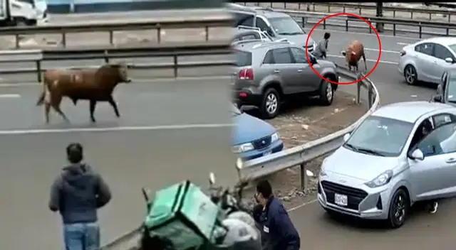 Toro se escapa y causa terror a la altura del Turin en la panamericana sur - VIDEO Toro se escapa y causa terror a la altura del Turin en la panamericana sur - VIDEO