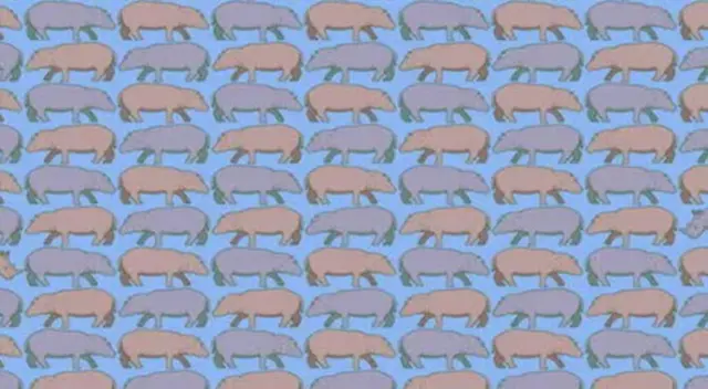 El 95 % no superó este reto visual: encuentra los rinocerontes en 8 segundos