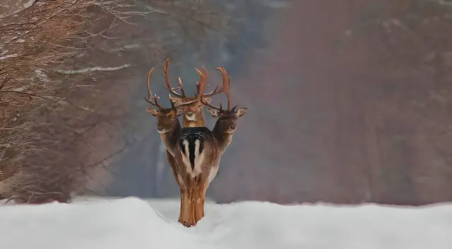Demuestra que eres el mejor y supera este desafío visual en tiempo récord.