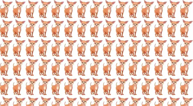 ¿Dónde está el chihuaha diferente? Descubrelo en 5 segundos
