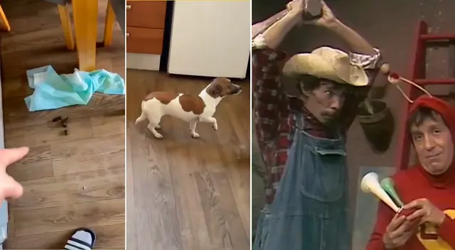 Perrito quedó inmóvil luego que su dueño se enterara que se había ensuciado dentro de casa. Perrito quedó inmóvil luego que su dueño se enterara que se había ensuciado dentro de casa.