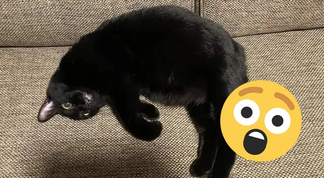 ¿Un gato que flota? Halla el sentido a esta ilusión óptica que puso en jaque a más de uno