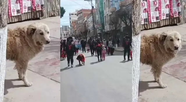 Perrito conmueve las redes al entristecerse en desfile de mascotas porque todas tenían dueño