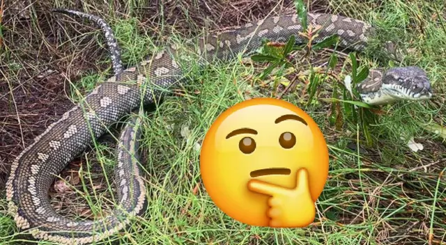 Esperamos puedas hallar la serpiente en menos de 20 segundos