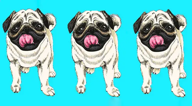 Reto visual EXTREMO que solo el 5% resolvió: ¿Dónde está el 'Pug' diferente?