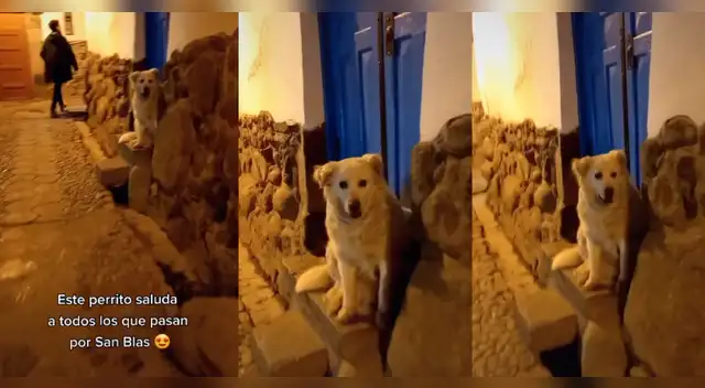 TikTok: Blanca, la perrita que saluda a turistas y pobladores en Cusco
