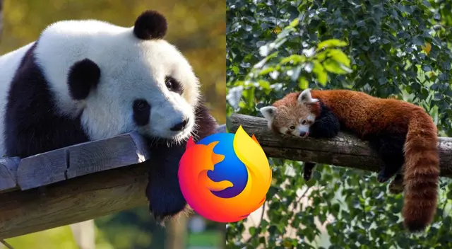 ¿Un panda o un zorro? Descubre quién está detrás del logo de Firefox