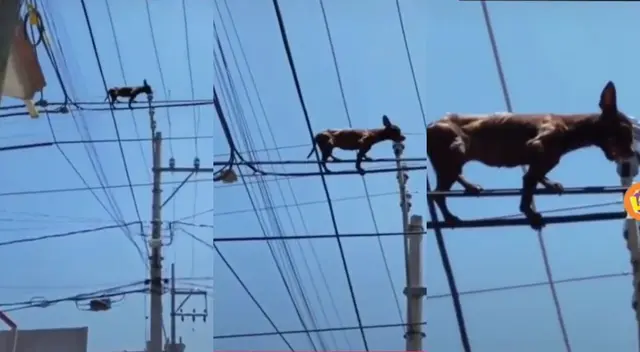 Perro 'araña' se vuelve viral en TikTok Perro 'araña' se vuelve viral en TikTok