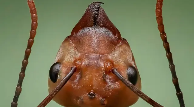 Hormigas más que humanos.