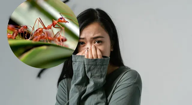 ¿Las hormigas nos superan? Entérate aquí ¿Las hormigas nos superan? Entérate aquí