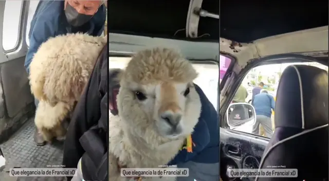 TikTok: Hombre de la tercera edad sorprende viajando con su llama en una combi TikTok: Hombre de la tercera edad sorprende viajando con su llama en una combi