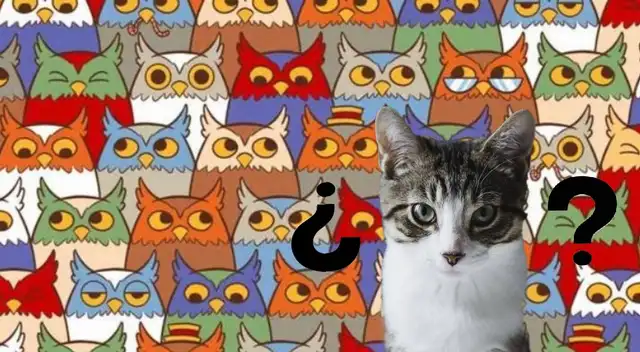 El 2% de usuarios tuvo éxito en este desafío: ¿Tú podrás hallar al gato entre los búhos?