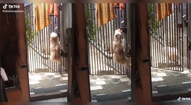 Viral: Perrito causa furor con 'hack' para escaparse de su casa Viral: Perrito causa furor con 'hack' para escaparse de su casa