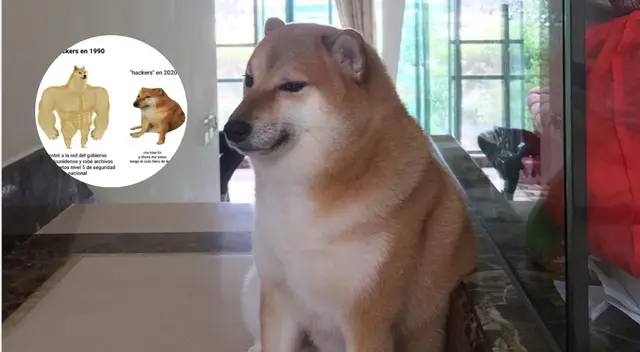 Cheems: ¿Cómo nació el popular meme? Cheems: ¿Cómo nació el popular meme?