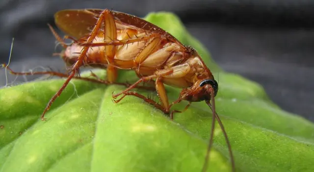Cucaracha curiosidad