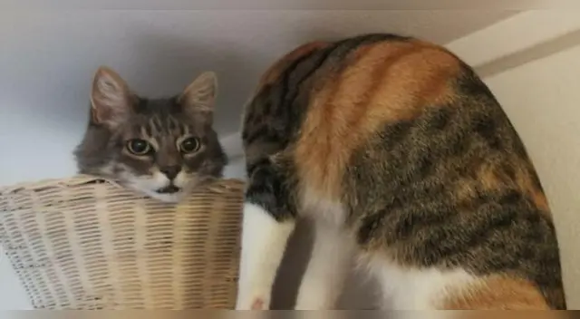 Ilusión óptica: Resuelve este desafío visual de 'El gato sin cabeza'