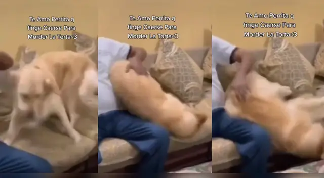 TikTok: Perrita hace astuto movimiento y roba pedazo de torta TikTok: Perrita hace astuto movimiento y roba pedazo de torta