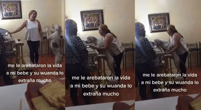 TikTok: perro llora sobre el ataúd de su dueño fallecido y conmueve las redes sociales