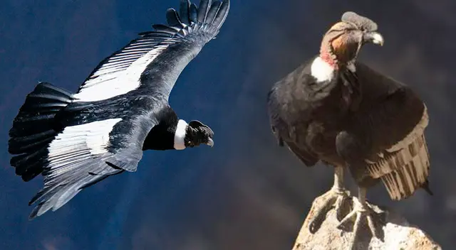 ¿Por qué el condor andino es una ave emblemática en el Perú? ¿Por qué el condor andino es una ave emblemática en el Perú?