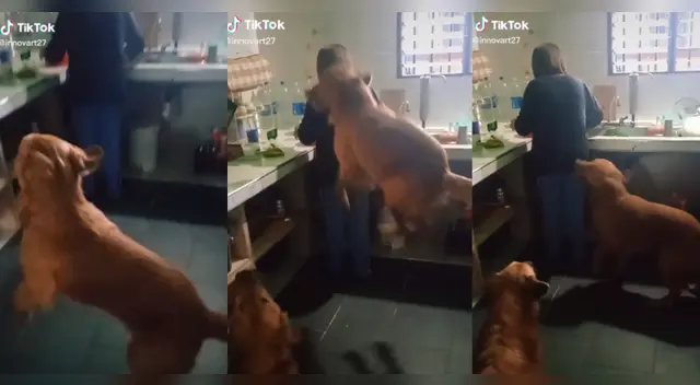 TikTok: Perrito imita al burro de 'Shrek' y conquista a miles de usuarios en redes