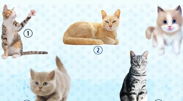 Escoge un gatito y conoce detalles de tu personalidad Escoge un gatito y conoce detalles de tu personalidad