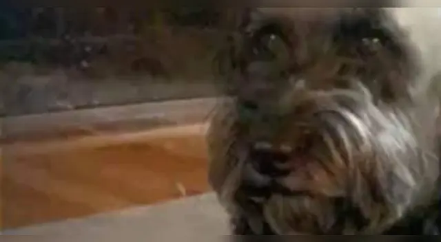 Facebook: Nuevo look de su perro lo hace lucir como un personaje de terror Facebook: Nuevo look de su perro lo hace lucir como un personaje de terror