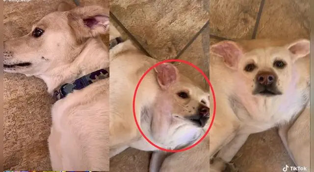 Joven mostró a su perro y sorprendió a miles de usuarios de TikTok.