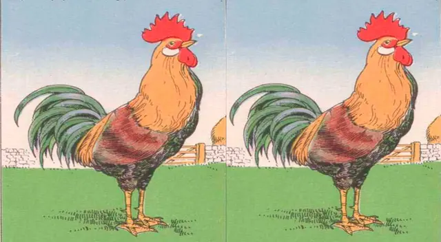 ¿Ves el error en la foto de este travieso gallo? Solo si eres inteligente lo verás en segundos
