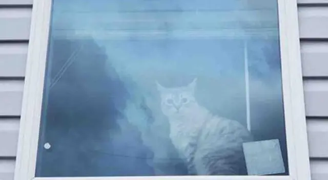 ¿Puedes ver al otro gato? Solo un 5 % logró resolver este reto visual en 7 segundos ¿Puedes ver al otro gato? Solo un 5 % logró resolver este reto visual en 7 segundos