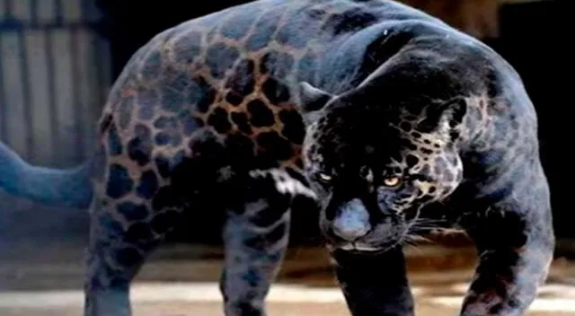 El jaglión es uno de los animales híbridos que existen El jaglión es uno de los animales híbridos que existen