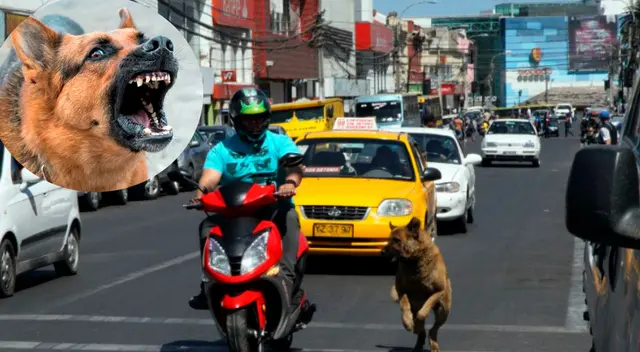 ¿Por qué los perros ladran a los vehículos? ¿Es por 'diversión'? La verdad que debes saber