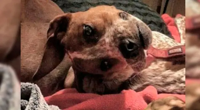 ¿Qué animal es? Esta ilusión óptica causó confusión en redes y ahora es viral ¿Qué animal es? Esta ilusión óptica causó confusión en redes y ahora es viral