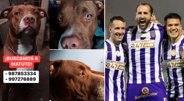 Ofrecen entrada para el Alianza Lima vs. ADT por encontrar a perrito 'Matute' Ofrecen entrada para el Alianza Lima vs. ADT por encontrar a perrito 'Matute'