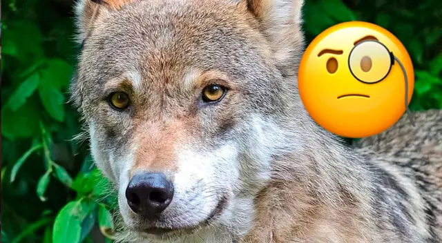 ¿Puedes ubicar el martillo? Supera este reto visual SUPREMO; más del 90% necesitó ayuda ¿Puedes ubicar el martillo? Supera este reto visual SUPREMO; más del 90% necesitó ayuda