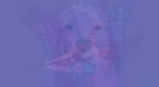 ¿Qué animal viste primero?: Este test de personalidad revelará cómo es tu temperamento