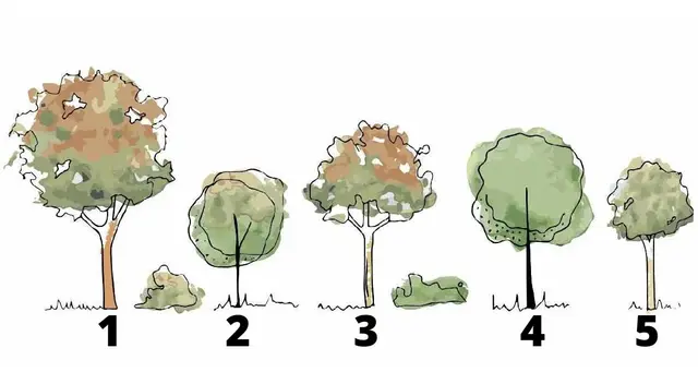 Escoge un árbol en este test de personalidad y descubre si eres una persona egocéntrica Escoge un árbol en este test de personalidad y descubre si eres una persona egocéntrica
