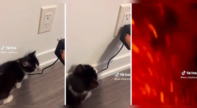 TikTok: ¿Qué le pasó al gato? Padre pierde el control tras broma pesada de su hija