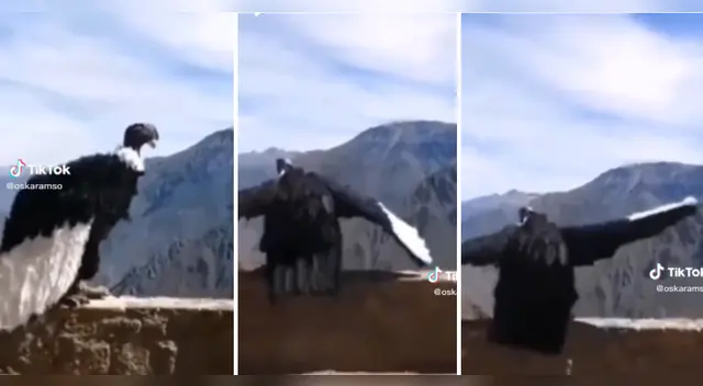 TikTok: Cóndor causa sensación moviéndose al ritmo de 'Yo quiero bailar' de Ivy Queen
