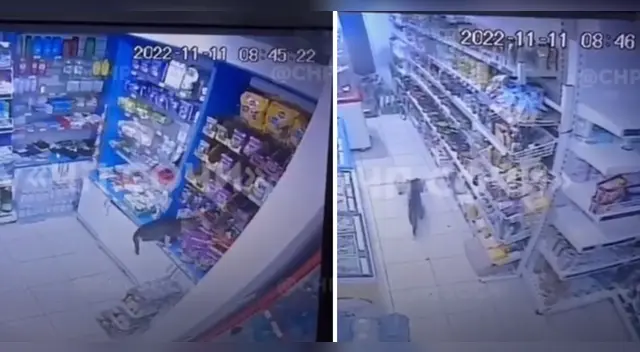 Gatito asalta minimarket y se sale con la suya