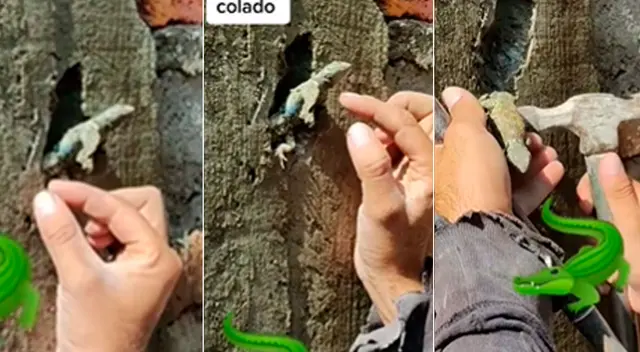 TikTok: albañil novato construye columna pero con lagartija incluida: "¡Está viva!"